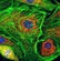 HD Camera for Microscopes